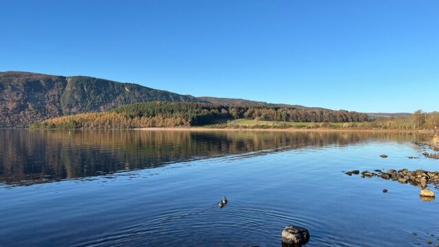 IMG x