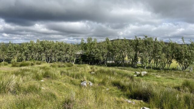 Tree line x